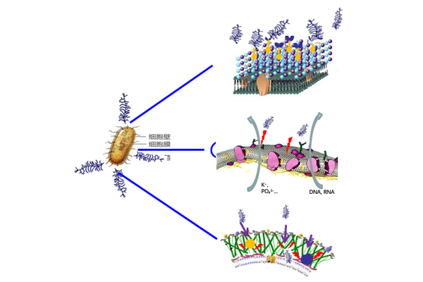 Study on a bacteriostatic used in the production of alcohol and fuel ethanol