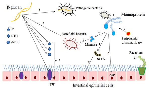 Mechanism of β-glucan and mannan for improving the intestinal environment