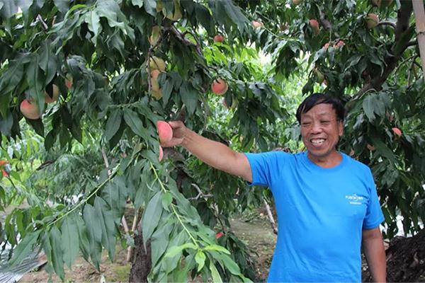  The application of the FUBON organic fertilizer in peaches farm