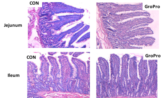 Effects of GroPro on the intestinal morphology of piglets