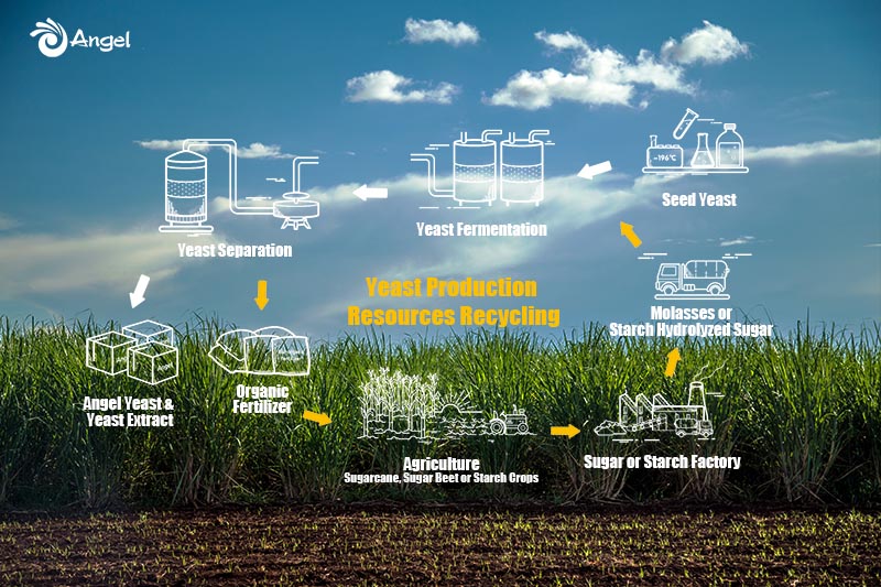 Angel takes molasses, from sugar factories, as raw material to produce high value-added active dry yeast