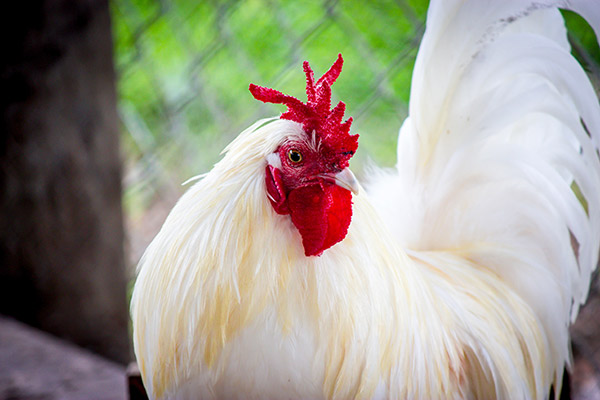 YeaMOS S: Water Soluble Yeast Cell Wall With Concentrated Mannan-oligosaccharide