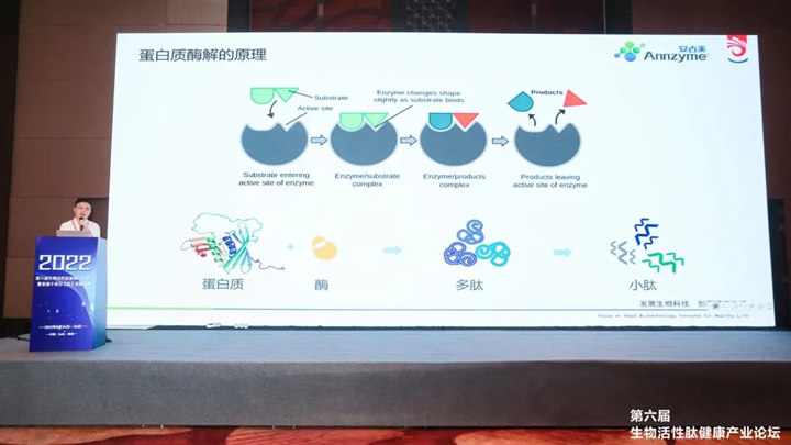 酶制剂助力功能肽品质升级