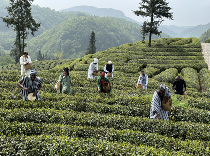 身处绿色茶园的留学生们