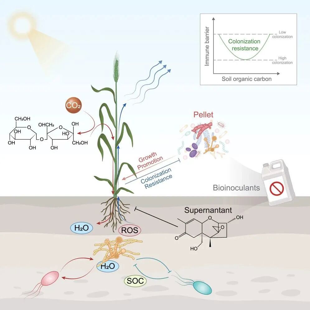 微生物菌剂的应用困境